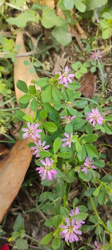 Reversed clover
