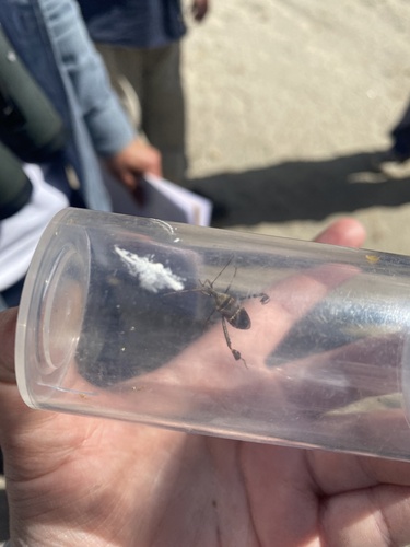 iNaturalist observation photo of Western Leaf-footed Bug