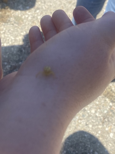 iNaturalist observation photo of Misumenini