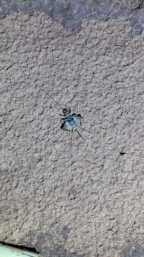 Tropical House Cricket