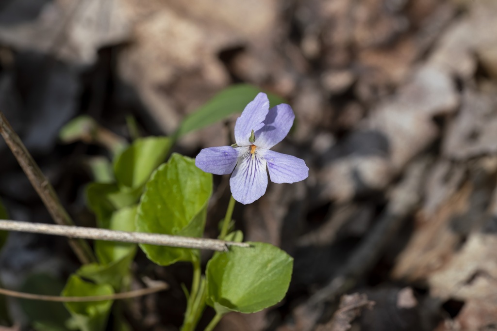 Alpine violet