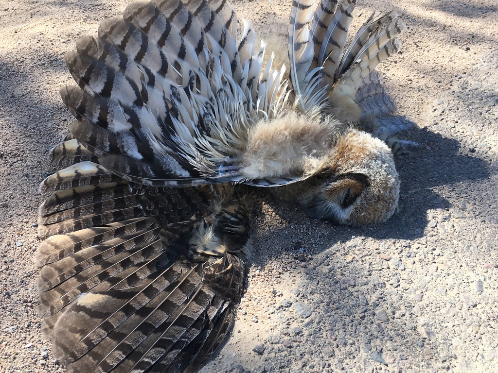 Great Horned Owl from N Sandario Rd, Tucson, AZ, US on May 11, 2024 at ...