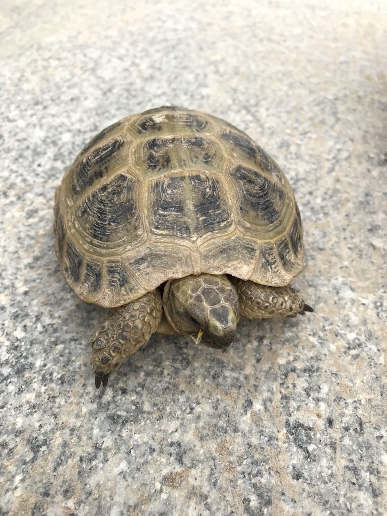 Afghan Tortoise in May 2019 by aturkmendiscovery · iNaturalist