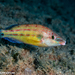 East Atlantic Peacock Wrasse - Photo (c) Tim Cameron, all rights reserved, uploaded by Tim Cameron