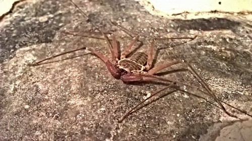 Phrynus parvulus