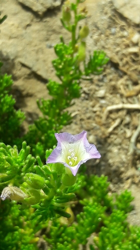 Nolana mollis