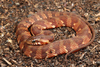Banded Watersnake - Photo (c) captainjack0000, all rights reserved, uploaded by captainjack0000