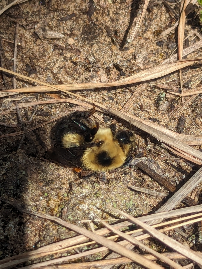 Redbelted Bumble Bee from Shirland Township, IL, USA on May 11, 2024