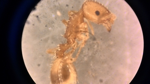 Temnothorax vivianoiTemnothorax vivianoi