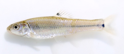 Bullhead Minnow