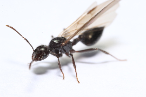 Crematogaster acutaCrematogaster acuta