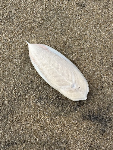 Sepia brevimana
