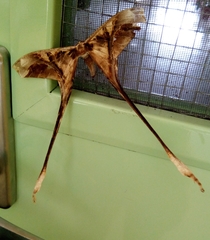 Image of Copiopteryx semiramis