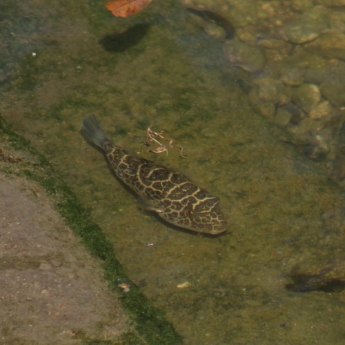 Checkered Puffer