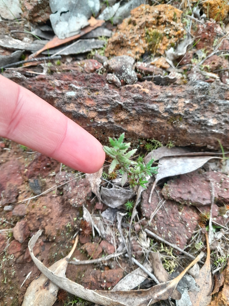 Common Raspwort from Staughton Vale VIC 3340, Australia on May 11, 2024 ...