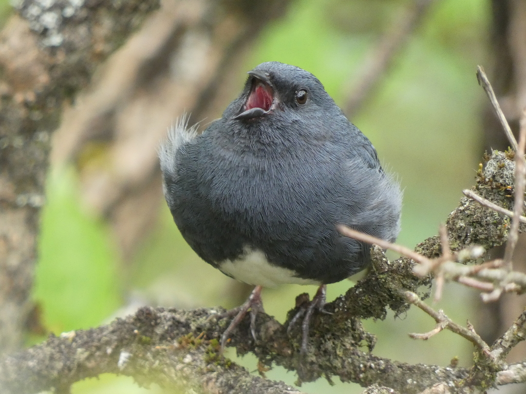 Slaty Bunting (Emberiza siemsseni) photo