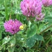 Red Clover - Photo (c) Mario Katalinic, all rights reserved, uploaded by Mario Katalinic