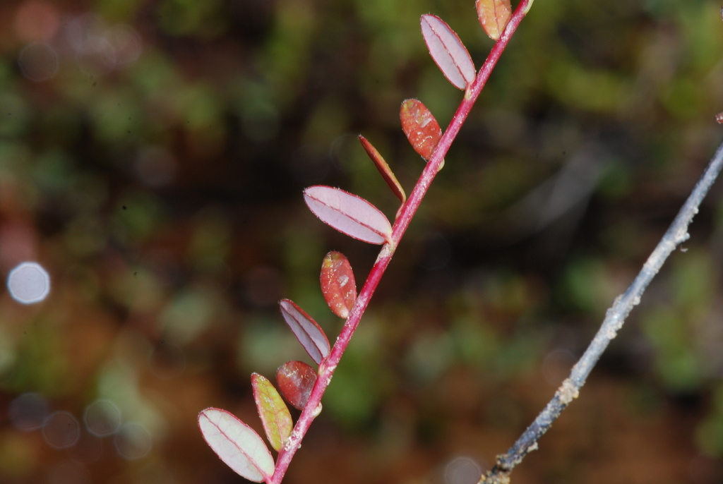 American Cranberry from Madison Park, Old Bridge, NJ, USA on May 11