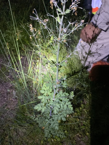 iNaturalist observation photo of carrot family