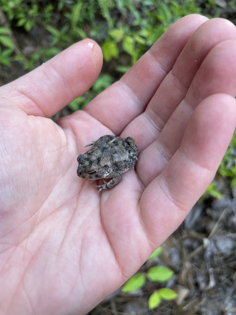 Southern Toad from Dunn-Erwin Rail-Trail, Dunn, NC, US on May 11, 2024 ...