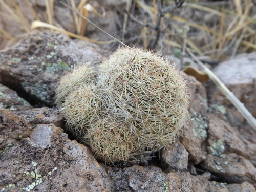 Cob Corycactus