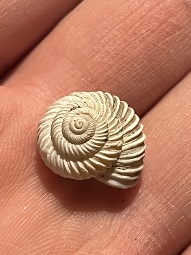 Costate Mountainsnail