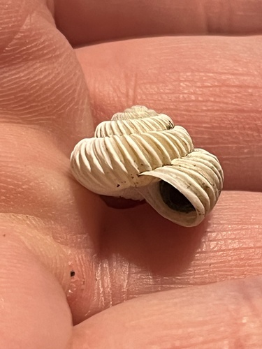 Costate Mountainsnail