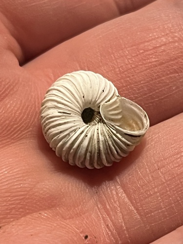 Costate Mountainsnail