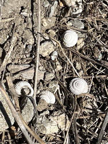 Costate Mountainsnail