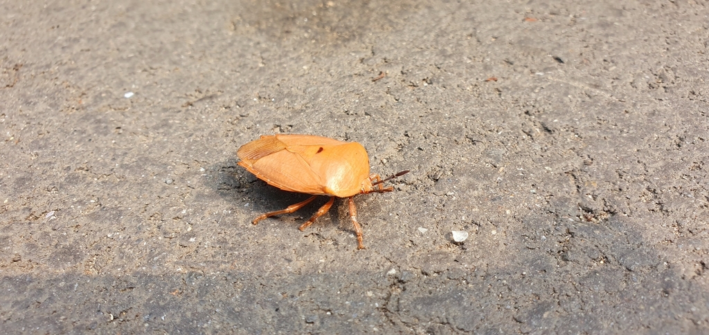 Lychee Stink Bug from 112台灣台北市北投區關渡 on March 20, 2019 at 03:59 PM by ...