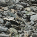 Big Bend Spotted Whiptail - Photo (c) Mike Duran, all rights reserved, uploaded by Mike Duran