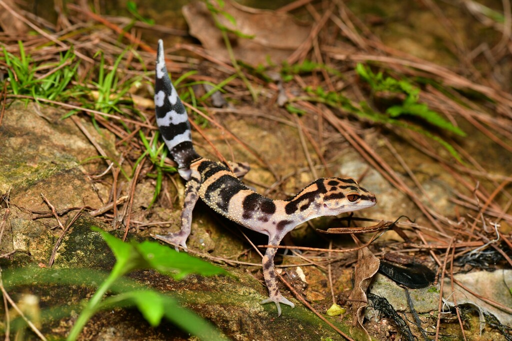 Spotted ground gecko (Goniurosaurus orientalis) · iNaturalist