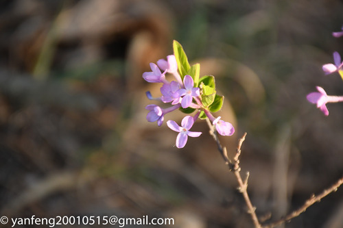 lilac daphne