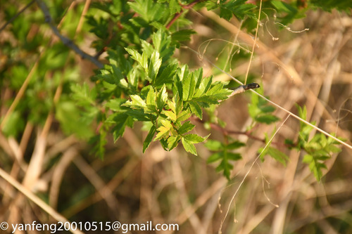 Chinese hawthorn