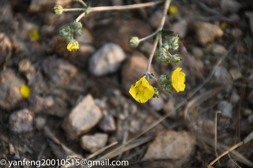 Potentilla discolor