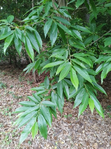 Japanese Chestnut