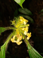 Image of Besleria formicaria