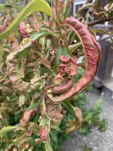 Peach Leaf Curl
