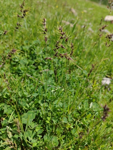 Bulbous Bluegrass