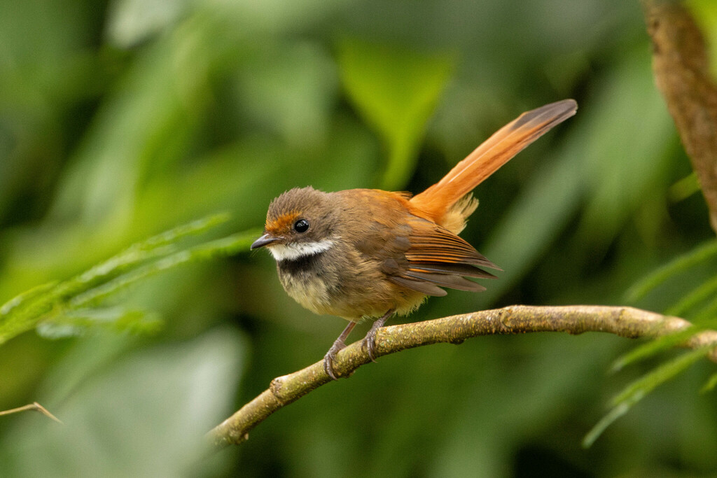 Sulawesi Fantail photo