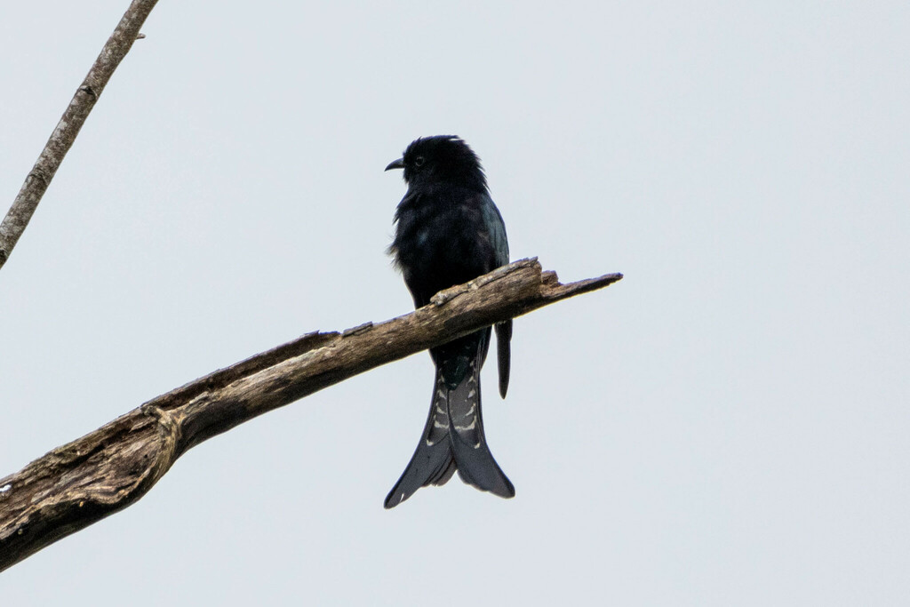 Moluccan Drongo-Cuckoo (Surniculus musschenbroeki) photo