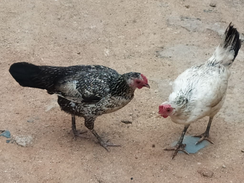 닭 from 8-100/100/53a, Pothangal, Telangana 503207, India on... Hen · iNaturalist 닭 (Variety Gallus gallus domesticus)