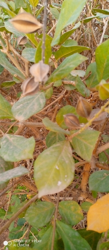 Rangoon Creeper