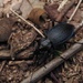 Carabus dehaanii dehaanii - Photo (c) 栗鼠, all rights reserved, uploaded by 栗鼠