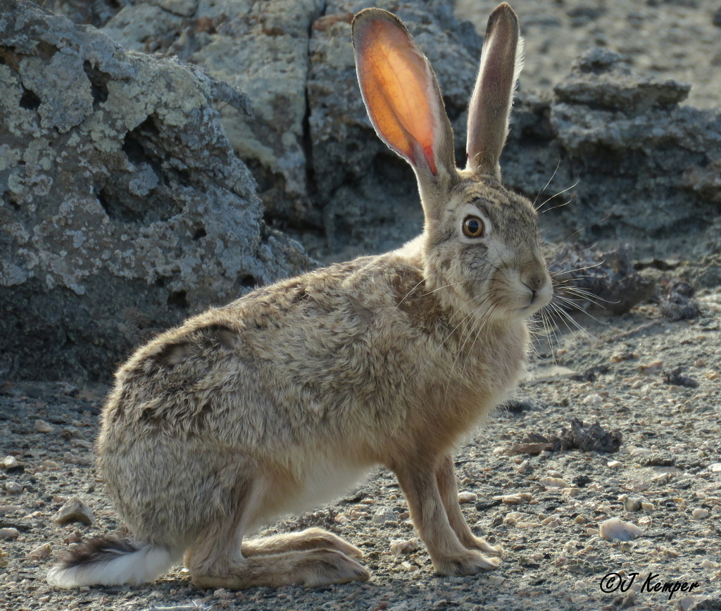 Cape Hare from Karas Region, Namibia on January 12, 2020 at 08:45 AM by ...