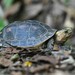 Ryukyu Yellow-margined Box Turtle - Photo (c) HUANG QIN, all rights reserved, uploaded by HUANG QIN
