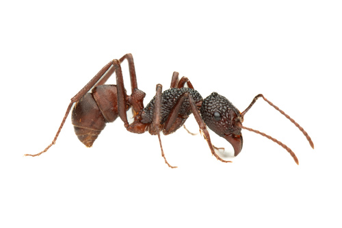 Rhytidoponera reticulata