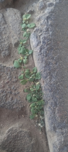 creeping chaffweed