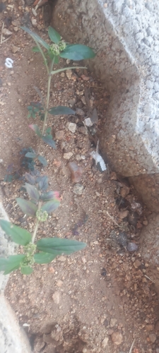 Asthma Plant