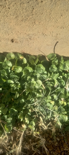 Asian ponysfoot